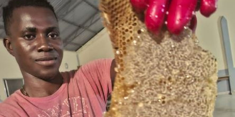Gambia – A szalézi misszionáriusok fokozzák méhészeti tevékenységüket