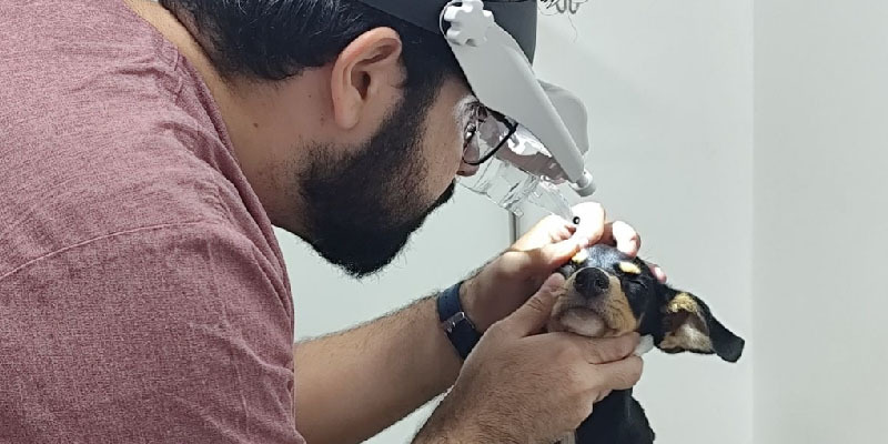 Brazília – Hiánypótló szolgáltatást nyújt a „Meu Pet” állatklinika 