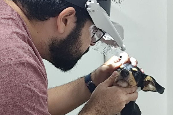 Brazília – Hiánypótló szolgáltatást nyújt a „Meu Pet” állatklinika 